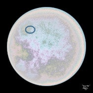 Arte frattale e matematica. Lunar Disk, un frattale (con dettaglio ellisse) in sfumature di beige, creata con mappe di Möbius.