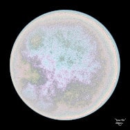 Lunar Disk, un'immagine frattale in sfumature di beige per una stampa, creata usando mappe di Möbius del disco unitario.